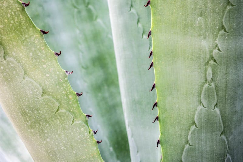 Fresh aloe vera