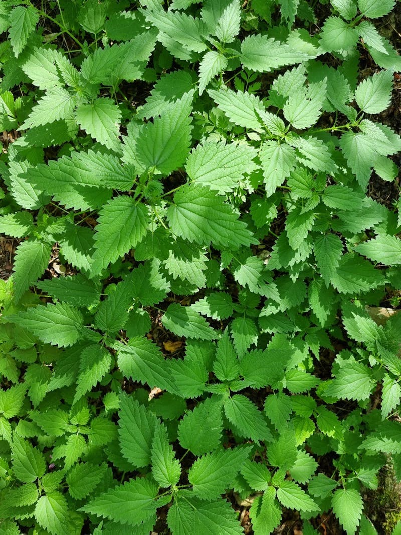 Botanical ingredients